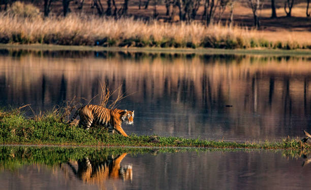 Tiger Ranthambhore National Park